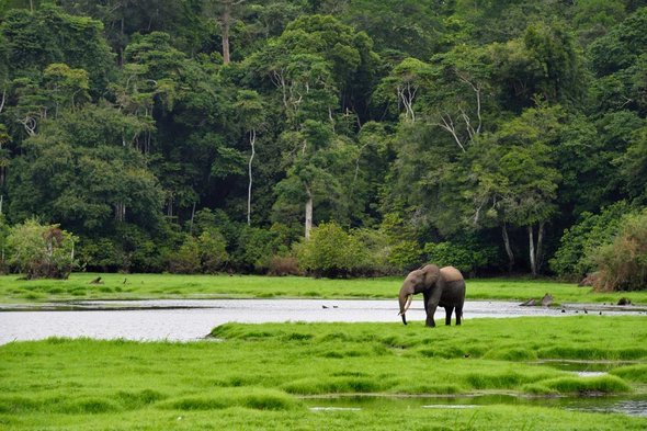 blockchain déforestation