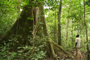 deforestation afrique